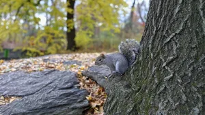 Das dritte Bild
